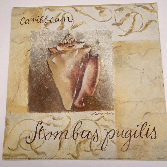 Lot Of 4 Shell Art Prints 12x12 Caribbean, Japan, Gulf of Mexico, Indo Pacific - Picture 3 of 10